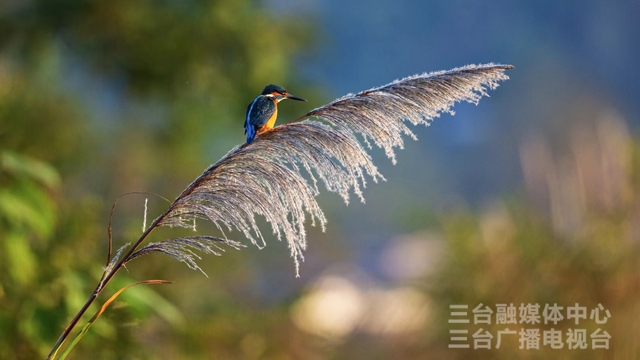 图说梓州｜美！芦花绽放“蒹葭秋雪”