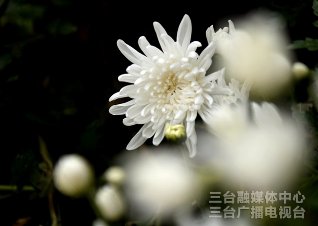 图说梓州 | 秋日，菊花美