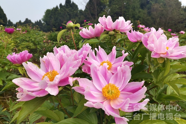 图说梓州｜新鲁芍药花开