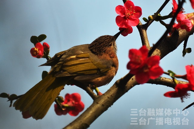 图说梓州｜鸟语花香春意闹